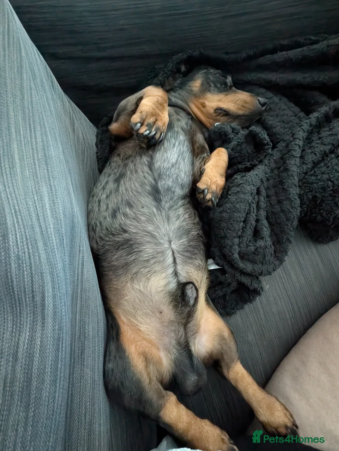 Miniature Dachshund dogs for sale: Ralphy miniature silver dapple dachshund  - Advert 15