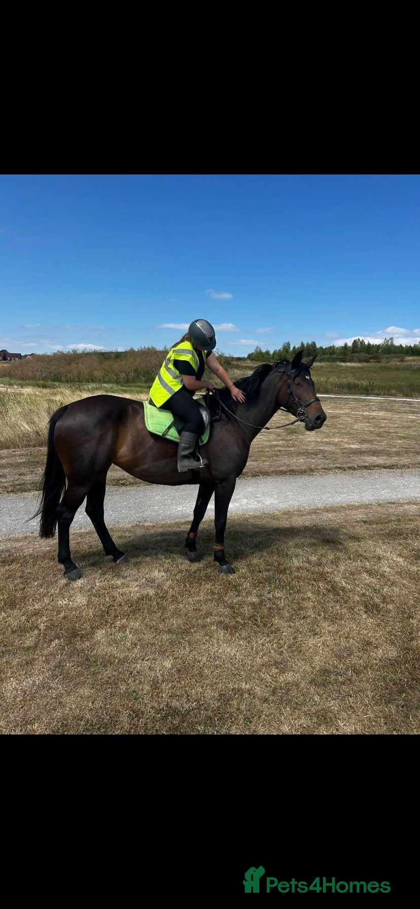 Irish Sports horses 16.2hh Irish sports horse mare project - Advert 2