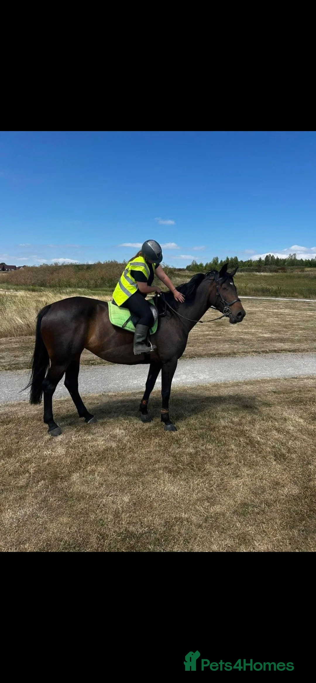 Irish Sports horses for sale: 16.2hh Irish sports horse mare project in Burton-on-Trent - Advert 1