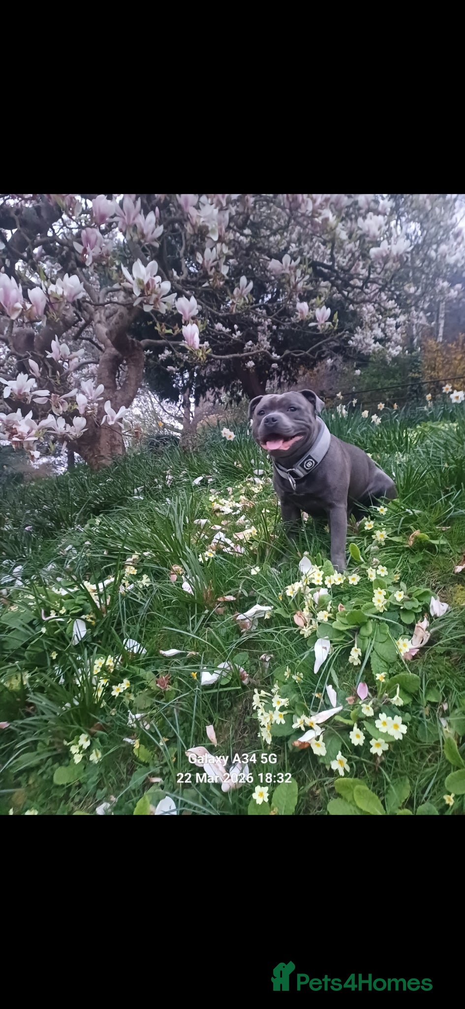 Staffordshire Bull Terrier dogs Zeus for stud, stunning fully kc blue staffy boy  - Advert 22