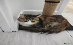 Mixed Breed cats for sale: 2 friendly kittens  - Image 4