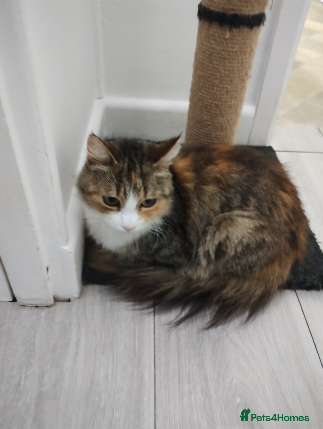 Mixed Breed cats for sale: 2 friendly kittens  - Image 4