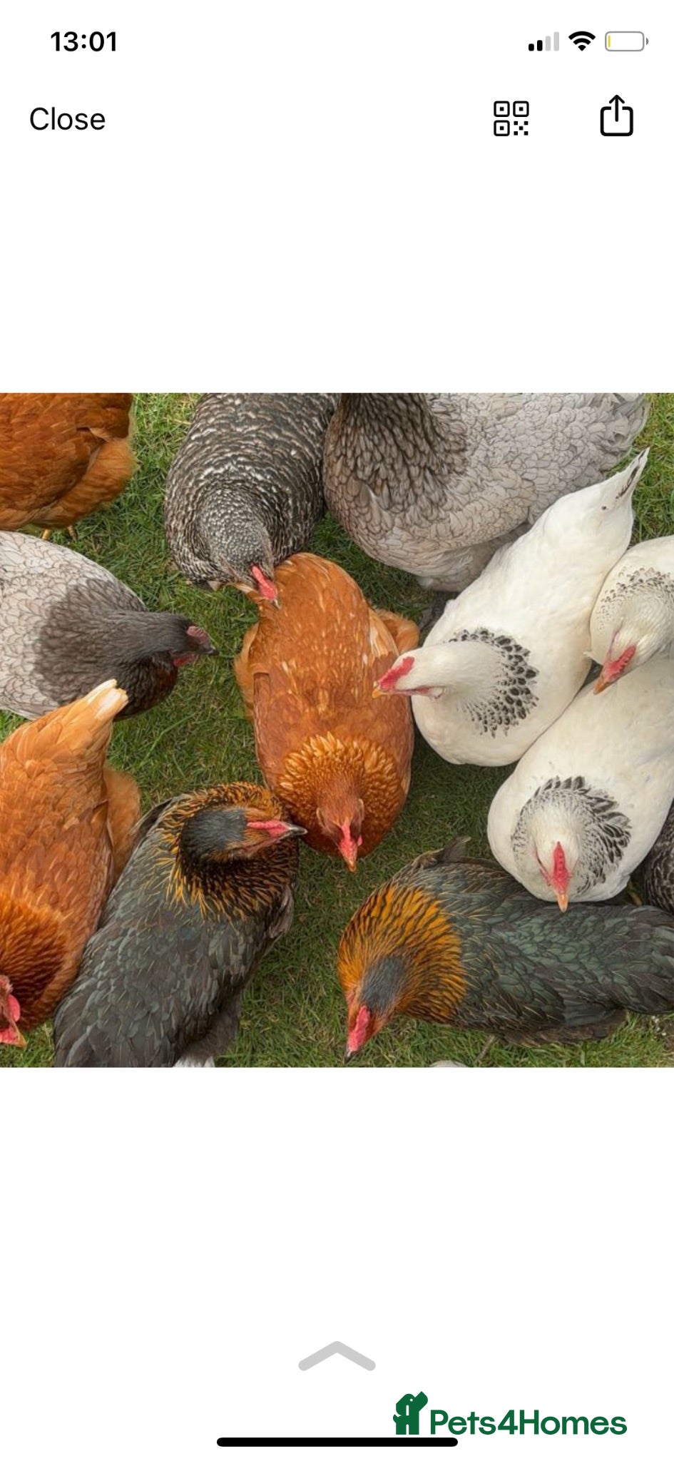 Chickens poultry 9 Young Laying Hens – 29 Weeks Old – Mixed Breeds - Advert 1