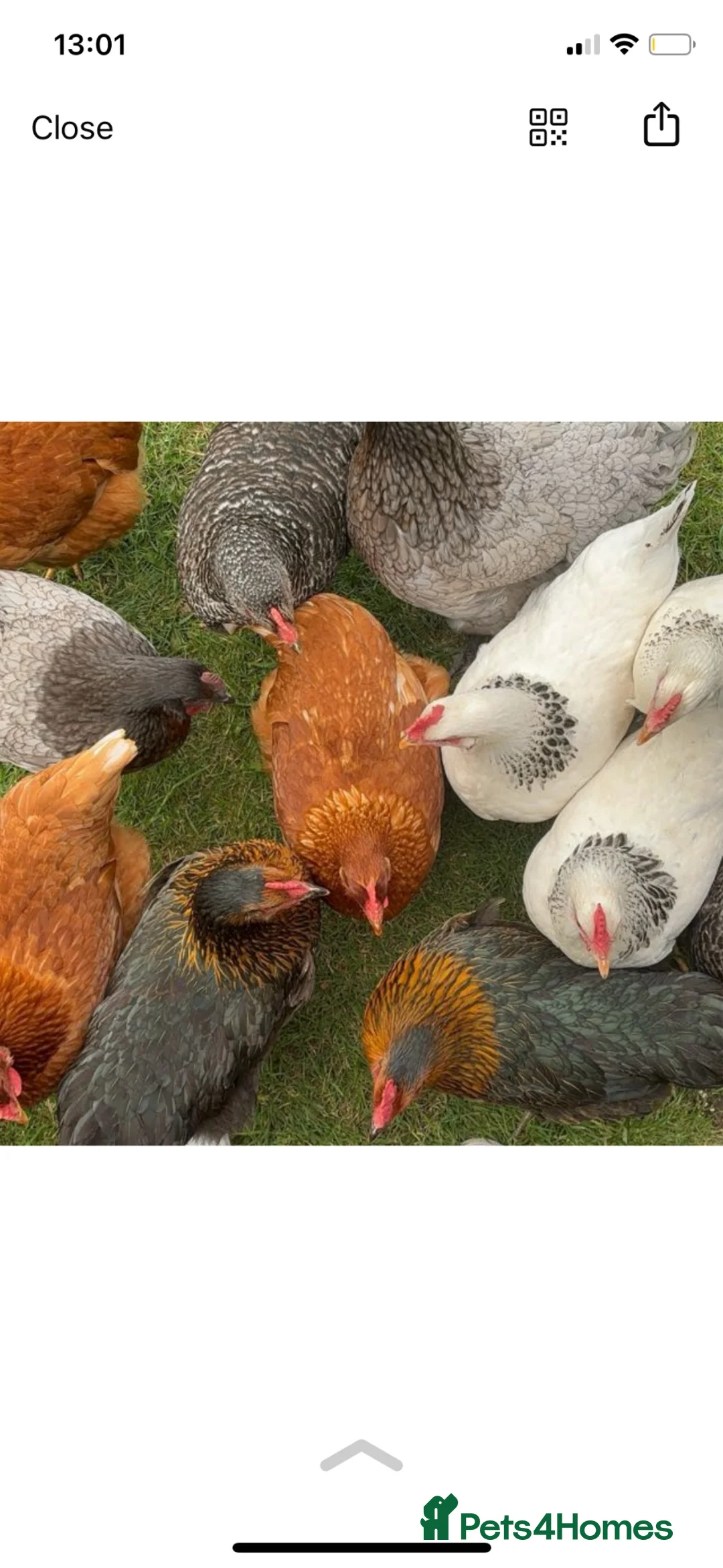 Chickens poultry for sale: 9 Young Laying Hens – 29 Weeks Old – Mixed Breeds - Advert 1