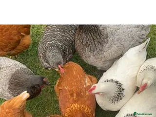 Chickens poultry 9 Young Laying Hens – 29 Weeks Old – Mixed Breeds - Advert 1