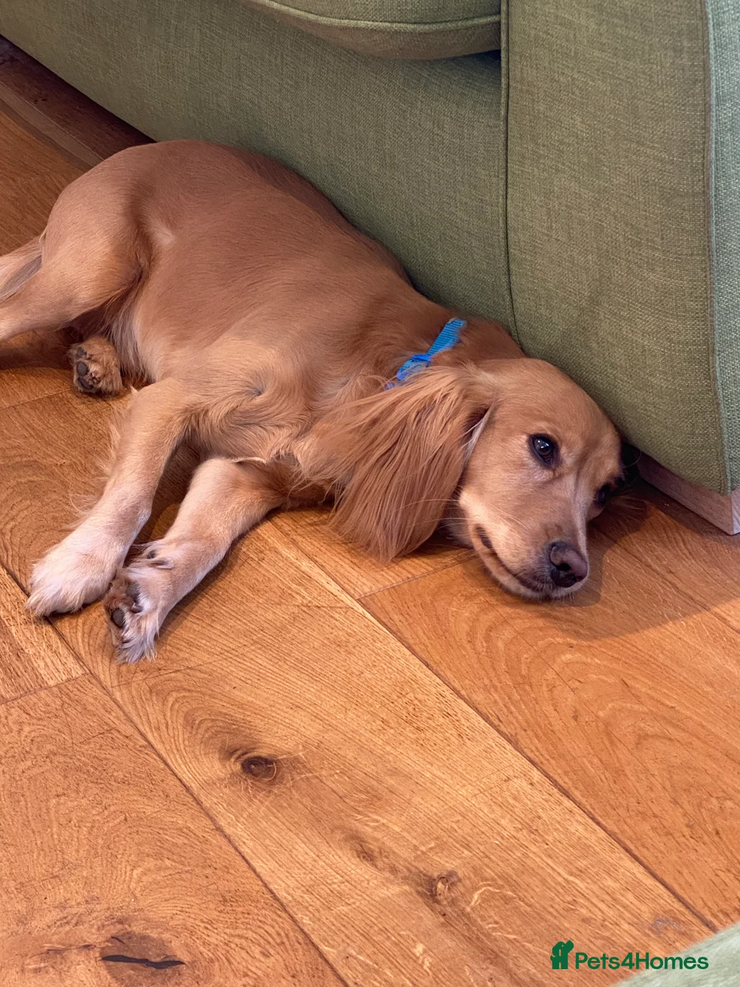 Cocker Spaniel dogs for stud: Beautiful cocker spaniel stud in Tonbridge - Advert 3