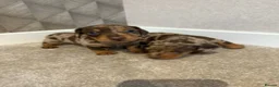 Miniature Dachshund dogs for sale: Stunning Chocolate Dapple Miniature Dachshunds in Preston - Advert 2