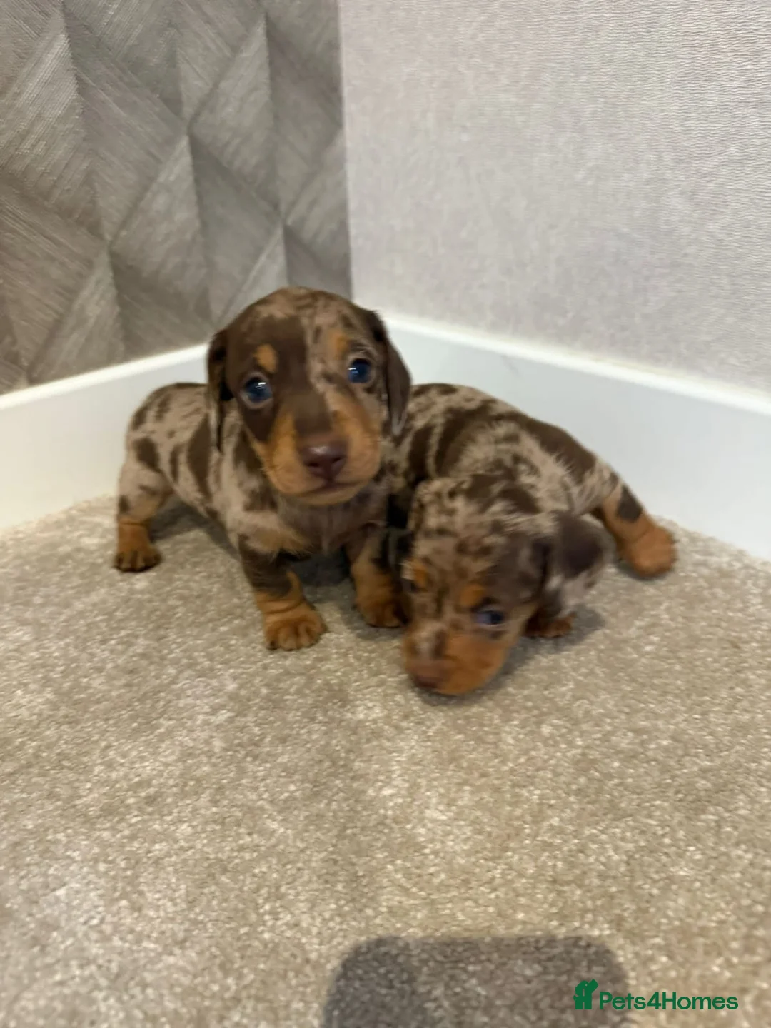 Miniature Dachshund dogs for sale: Stunning Chocolate Dapple Miniature Dachshunds in Preston - Advert 2