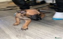 Belgian Shepherd Dog dogs for sale: Belgian shepereds puppies  - Image 18