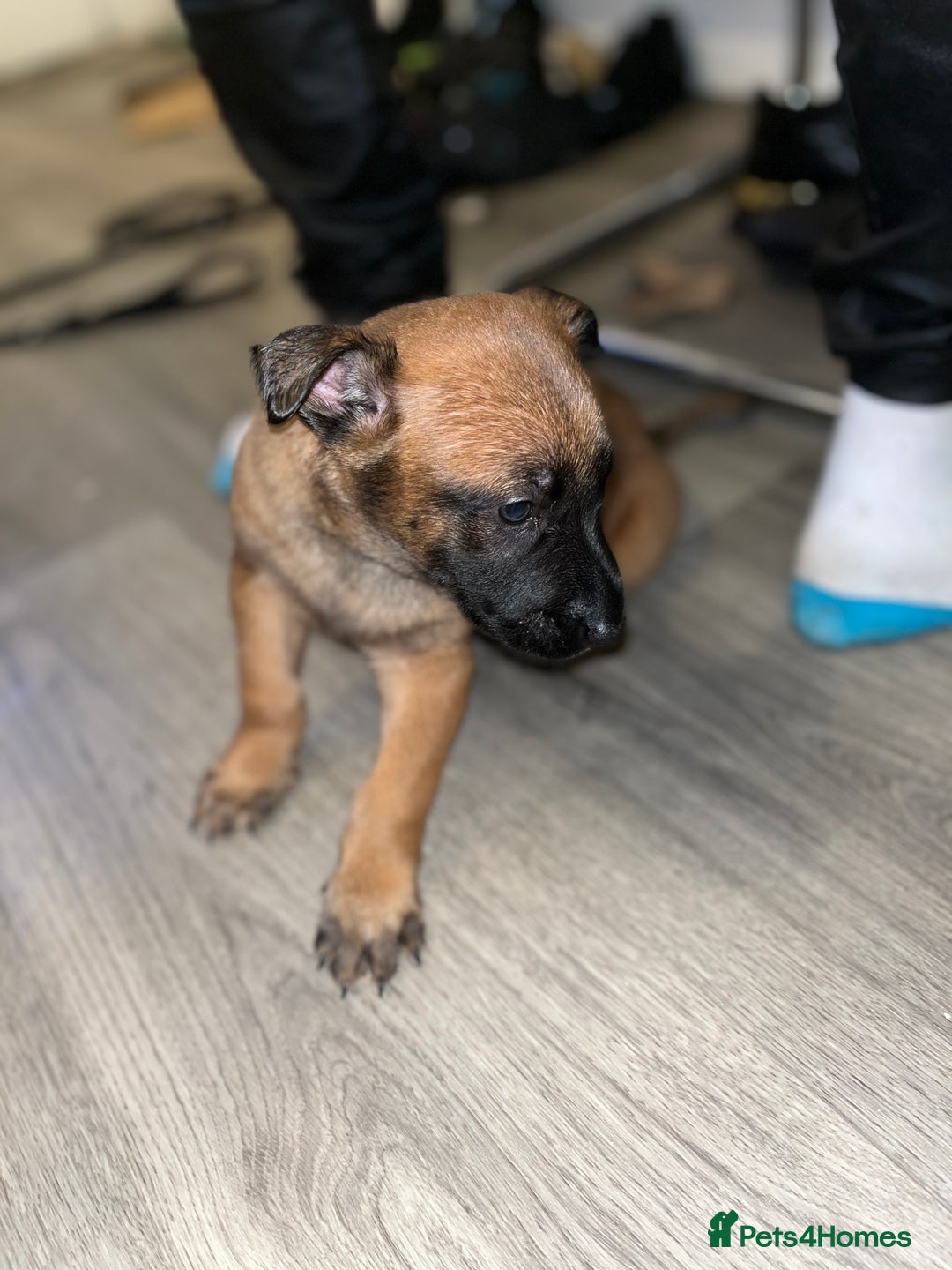 Belgian Shepherd Dog dogs for sale: Belgian shepereds puppies  - Image 18