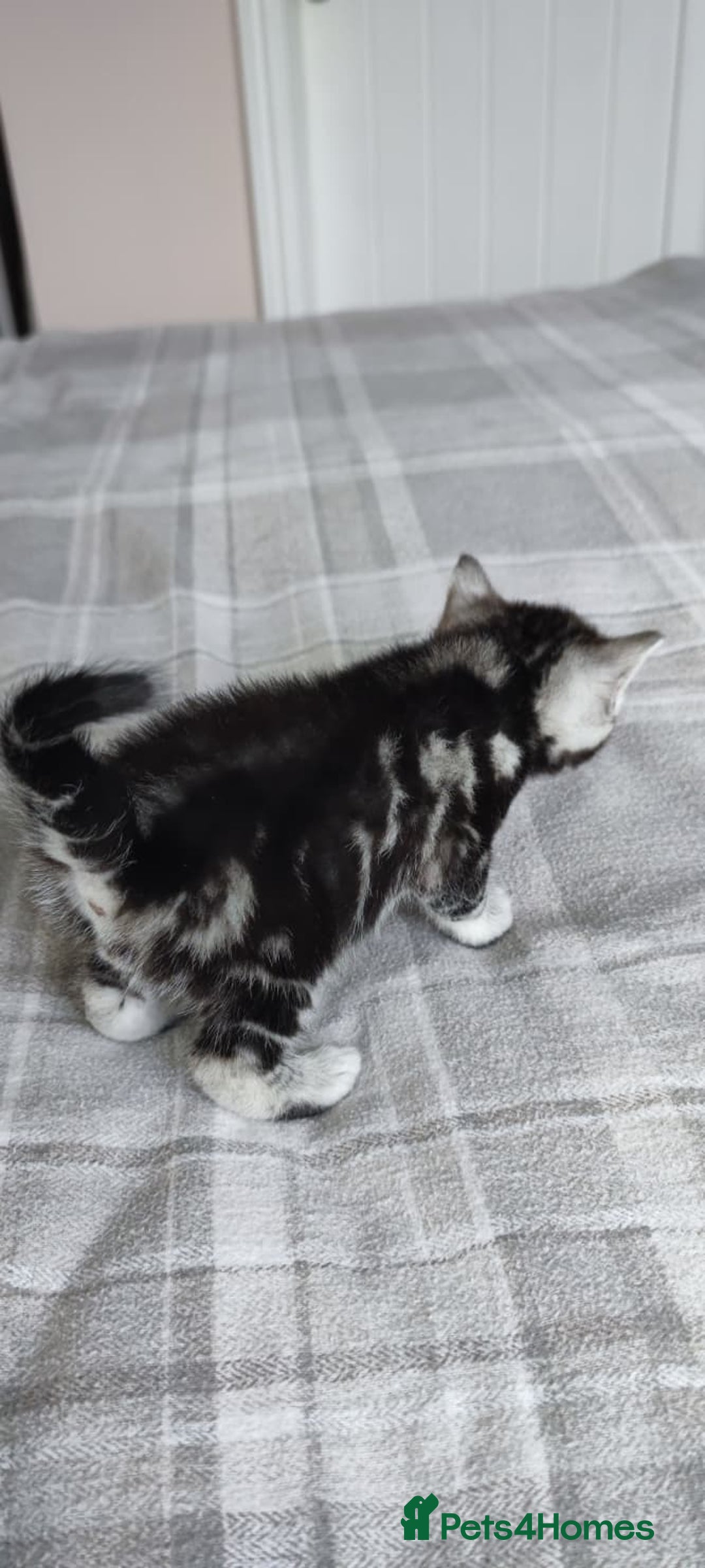 British Shorthair cats for sale: ✨4 Pure BSH Tabby kittens✨ - Advert 8