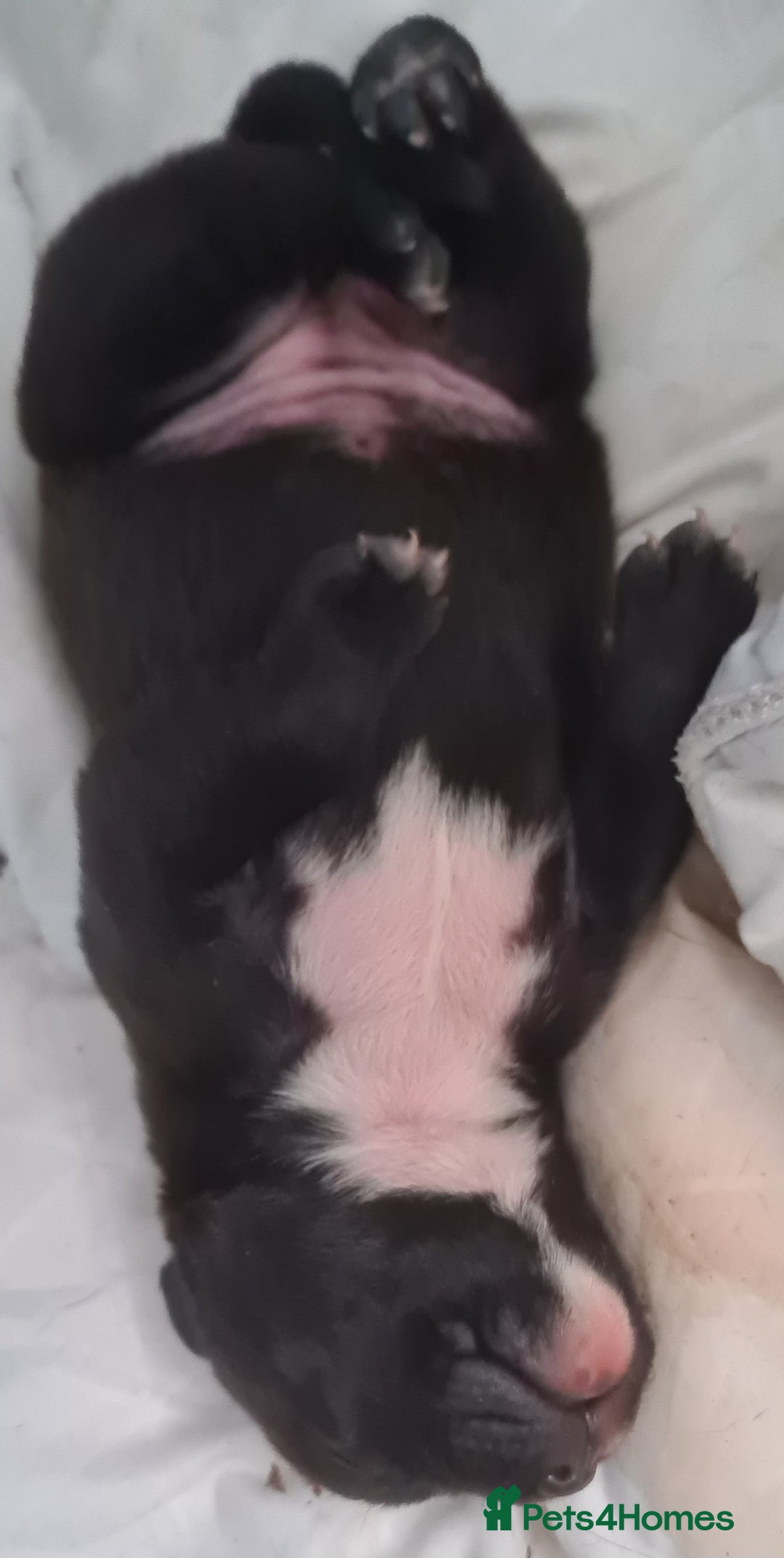 Staffordshire Bull Terrier dogs for sale: Beautiful staff female puppy - Advert 1
