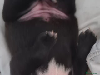 Staffordshire Bull Terrier dogs Beautiful staff female puppy - Advert 14