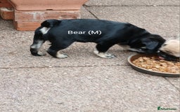 Pug dogs for sale: 4 beautiful Pug puppies for sale. - Image 8
