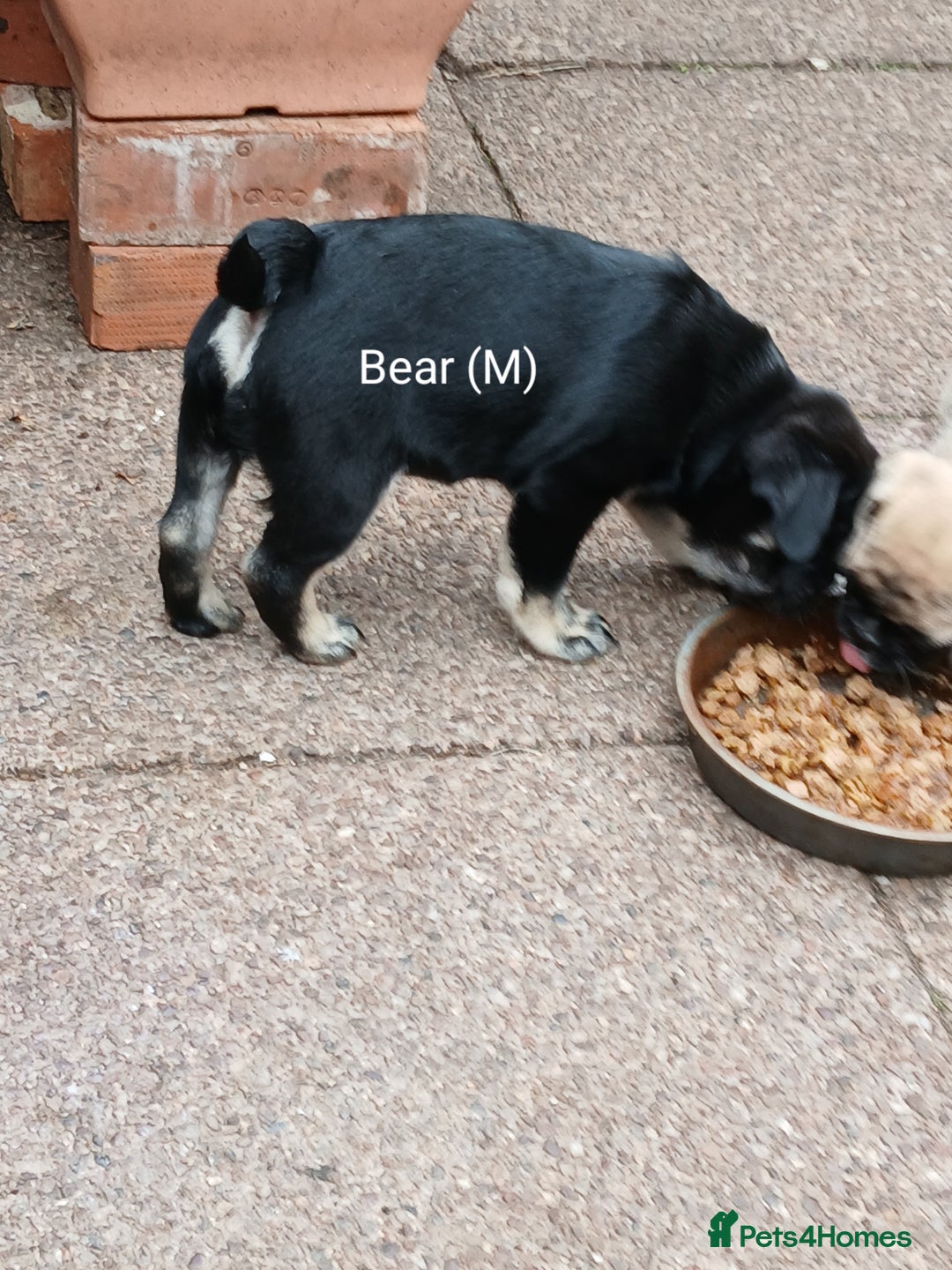 Pug dogs for sale: 4 beautiful Pug puppies for sale. - Image 8