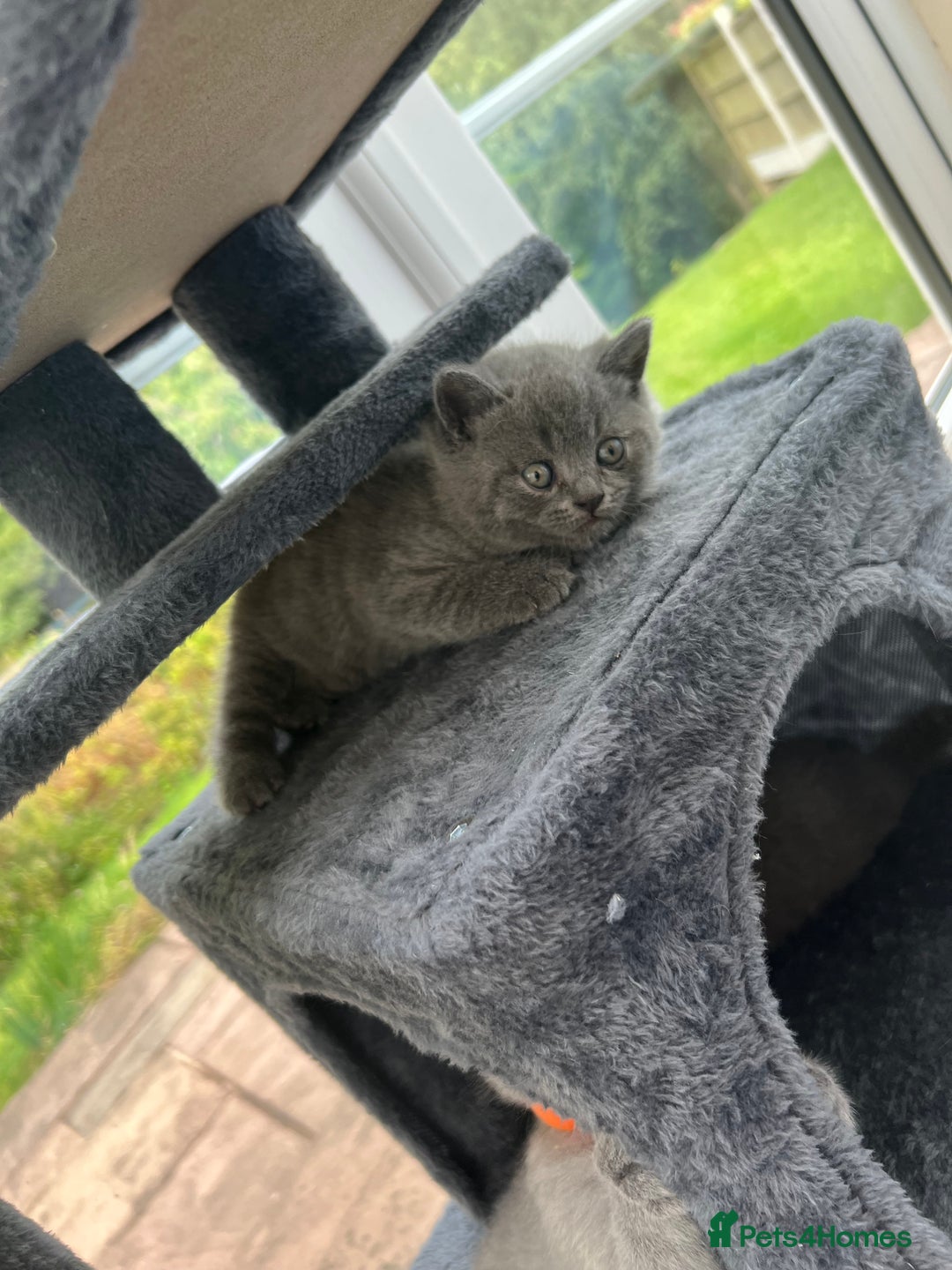 British Shorthair cats for sale: 5 playful blue British short hair kittens  - Image 10