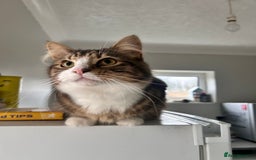 Maine Coon cats for sale: Maincoon mix  - Advert 6