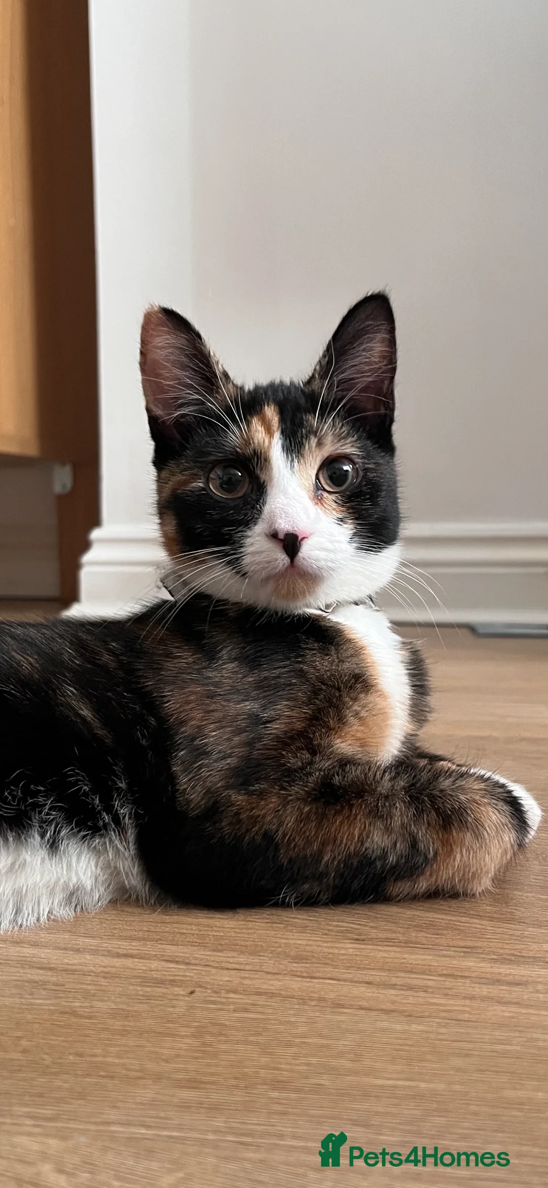 Mixed Breed cats for sale: 5 male kittens ready to find their forever homes.  - Advert 15