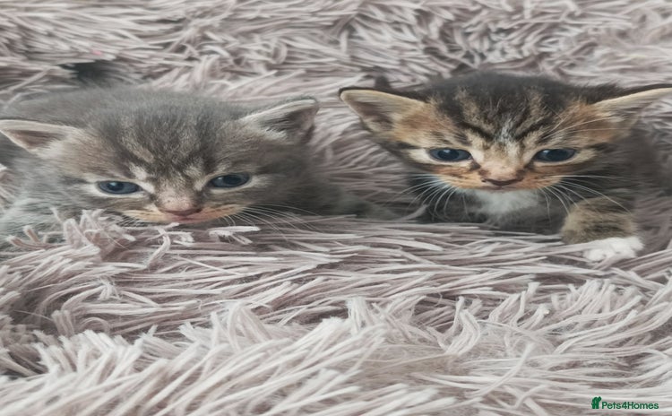 Bengal cats - Advert 12