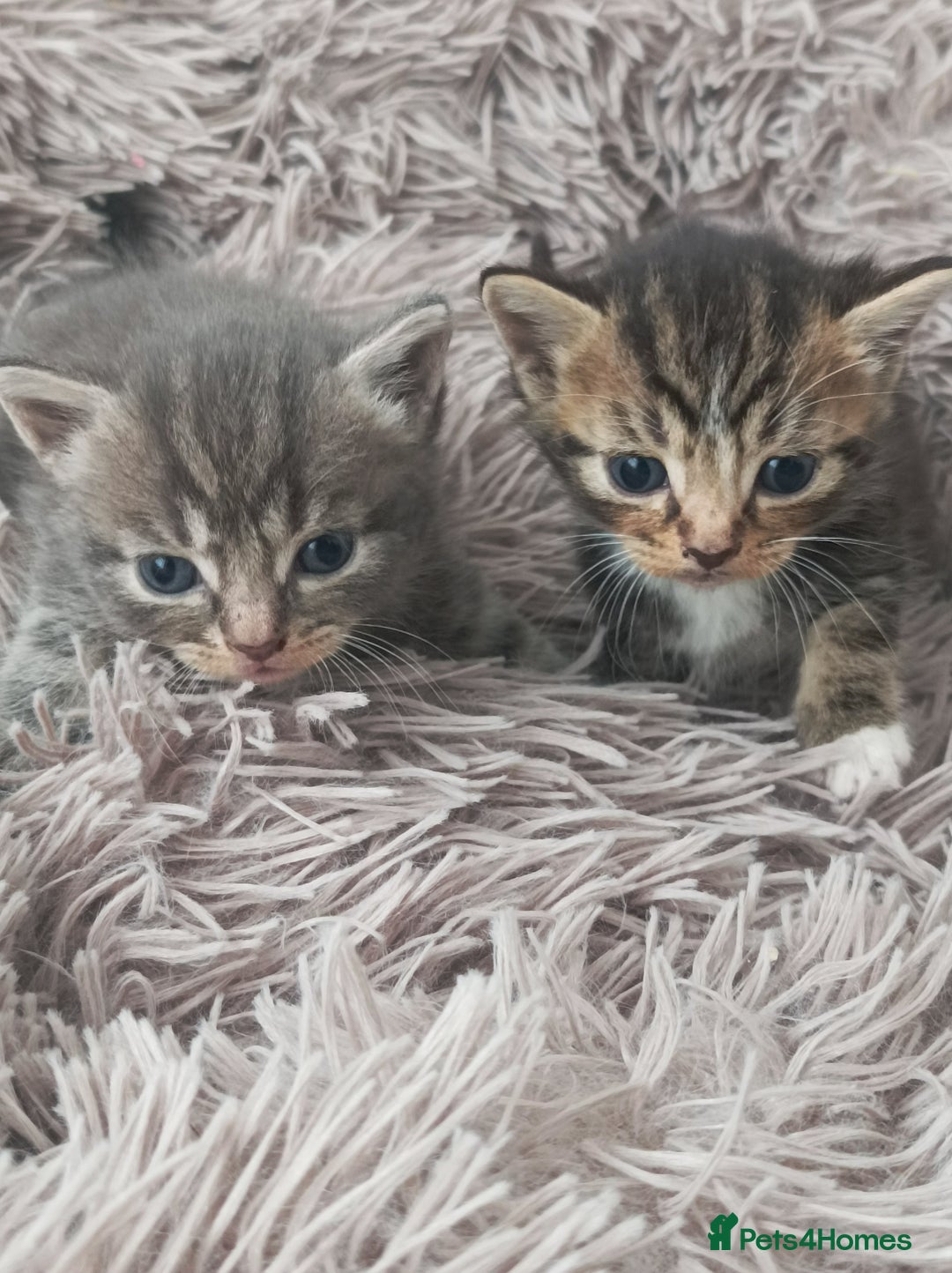 Bengal cats for sale: Kitten boys  - Image 1
