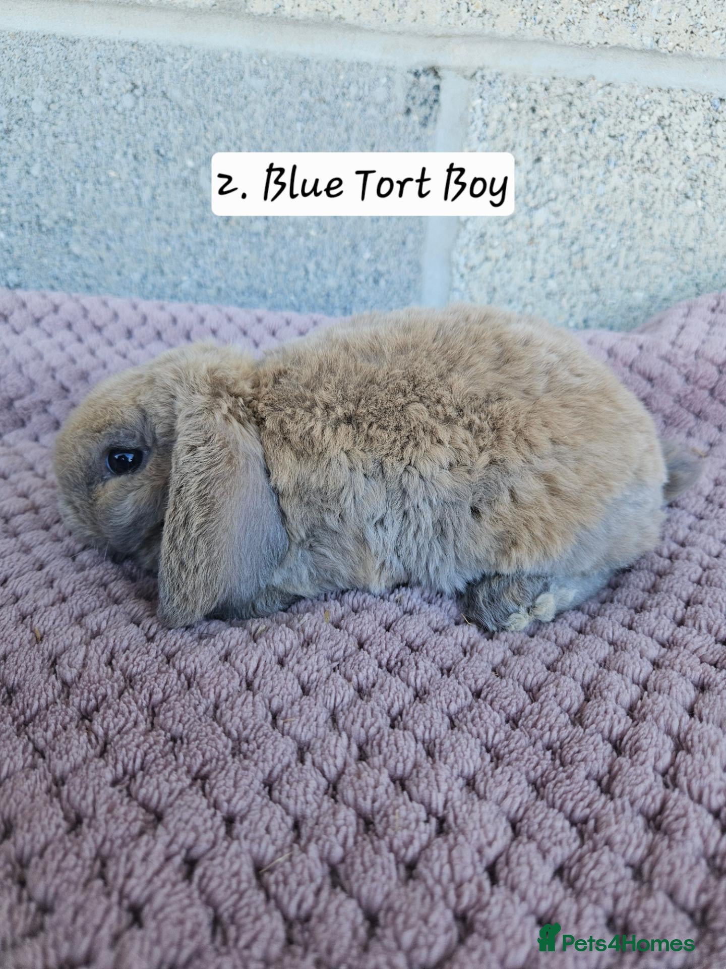 Mini Lop rabbits 🩷Ad 1 Purebred mini plush lops🩵🧸 - Advert 2