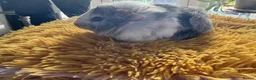 Guinea Pig rodents for sale: Georgeous Piggles - Advert 13
