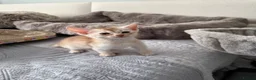 Abyssinian cats for sale: Abyssinian kittens  - Advert 4