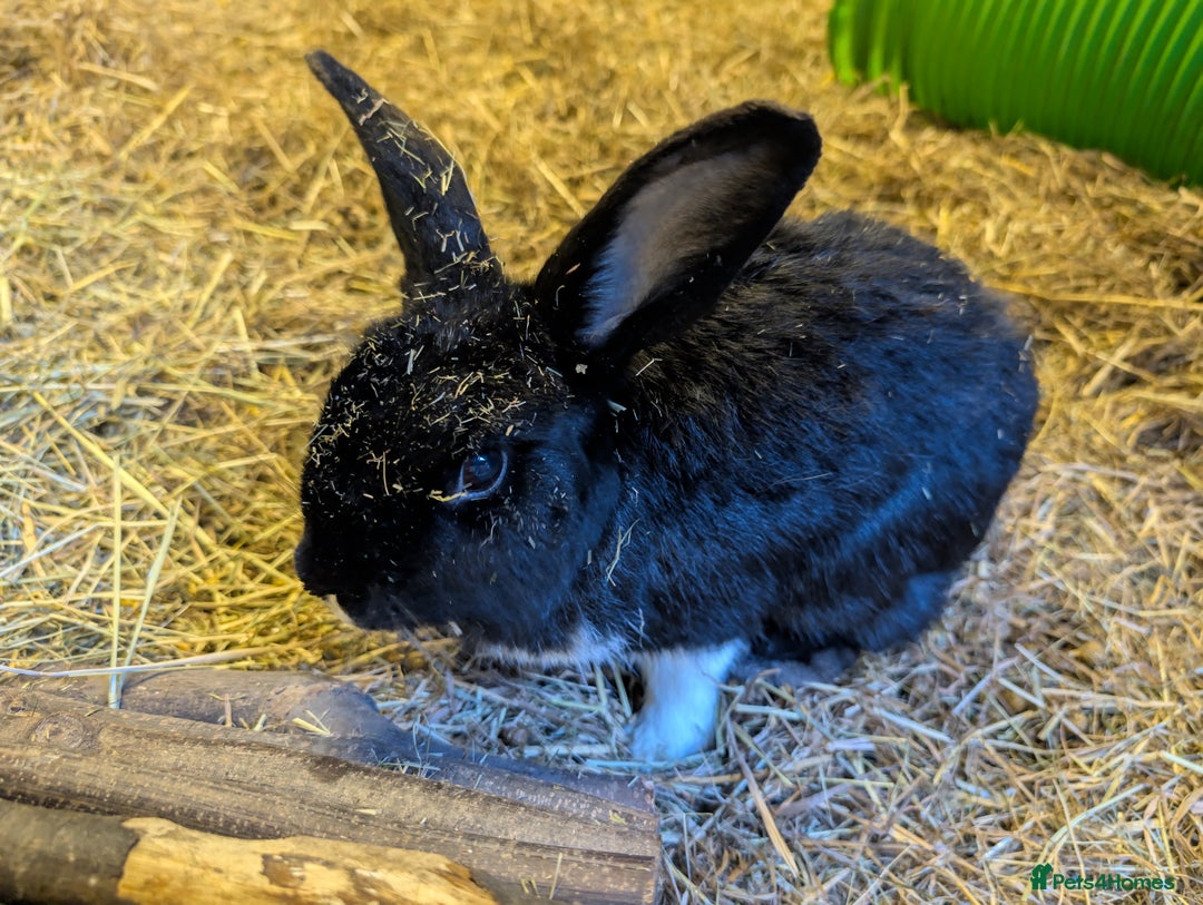 English rabbits for sale: Rabbit called Scout - Image 1