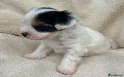 Biewer Terrier dogs for sale: Beautiful biewer terrier puppies 🩷 - Image 21