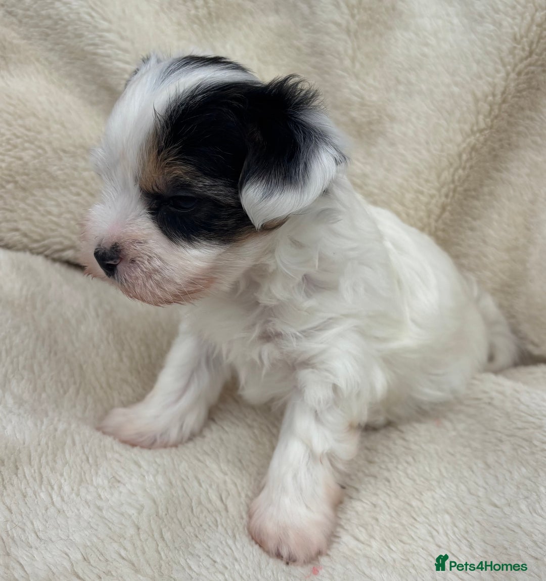 Biewer Terrier dogs for sale: Beautiful biewer terrier puppies 🩷 - Image 21