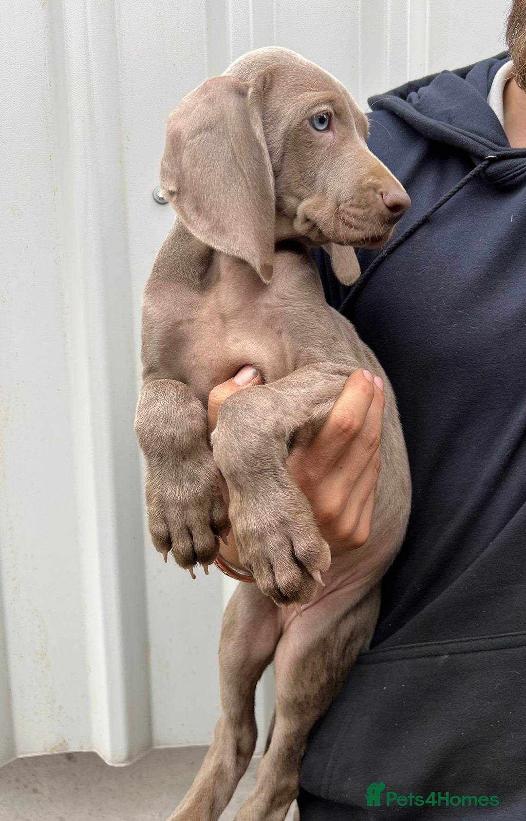 Weimaraner dogs for sale: Stunning Weimaraner pups (KC Registered pedigree)  - Image 23