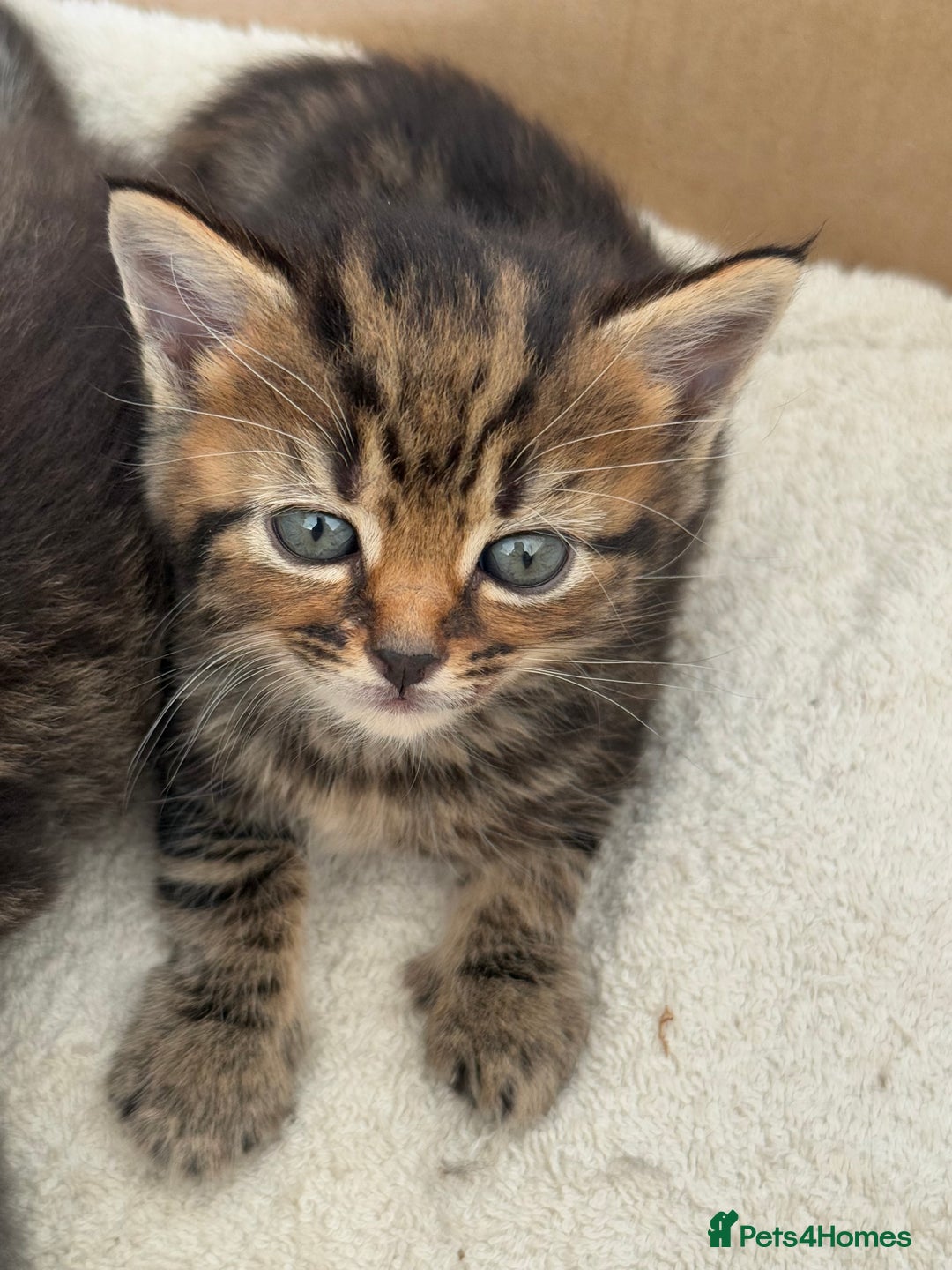 Scottish Fold cats for sale: 🐾ADORABLE SCOTTISH KITTENS FOR SALE🐾  - Image 6