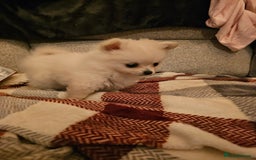 Pomchi dogs for sale: Stunning fluffy babys ready now  - Image 2