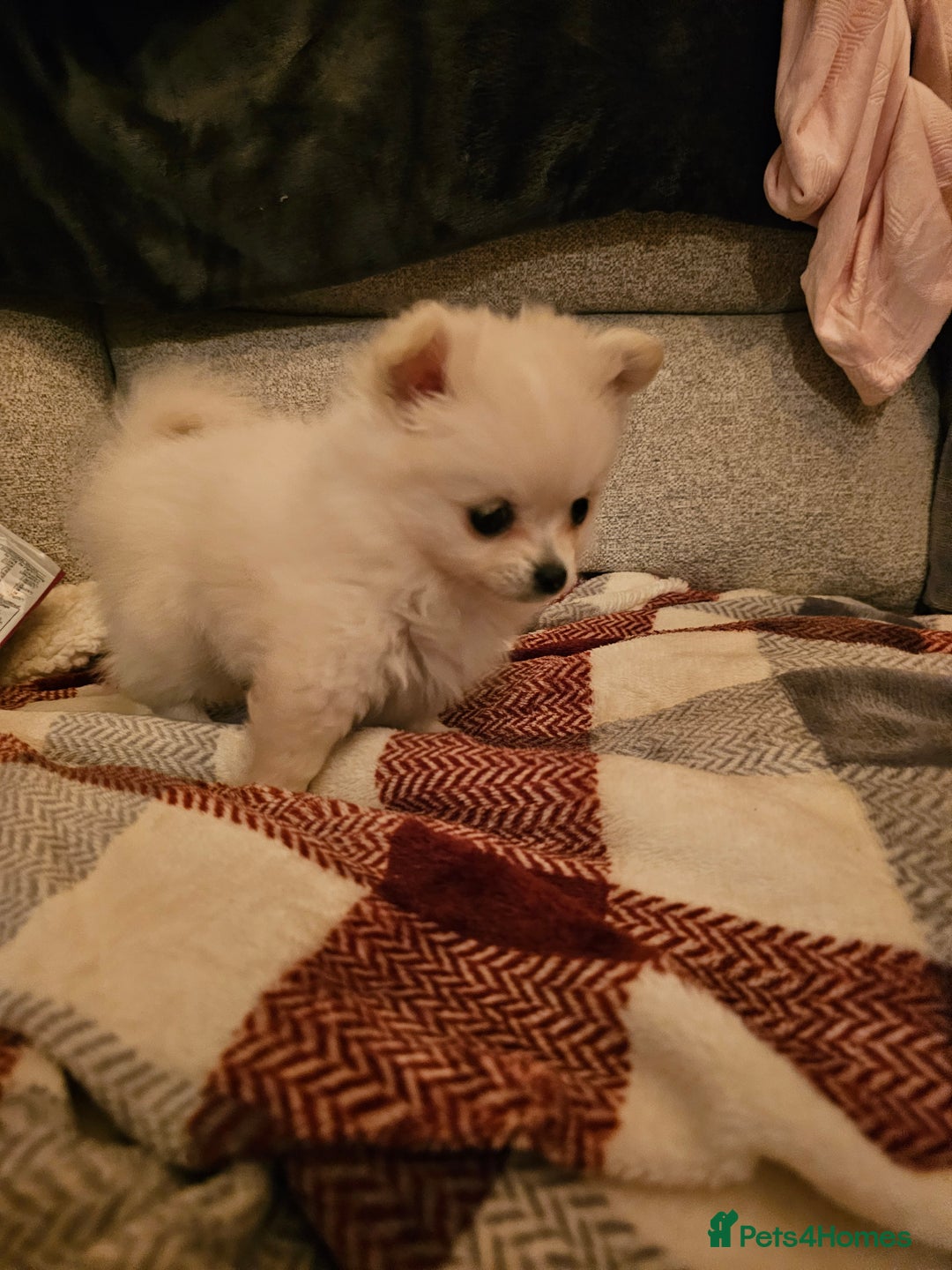 Pomchi dogs for sale: Stunning fluffy babys ready now  - Image 2