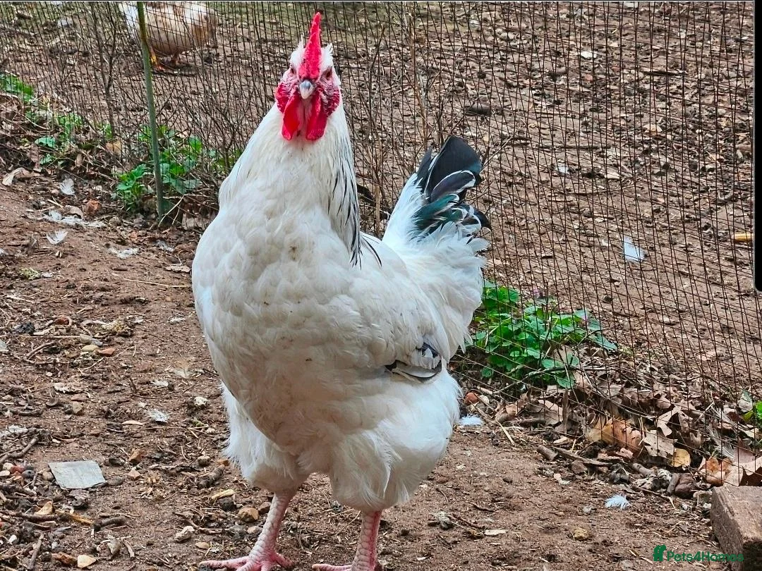 Chickens poultry for sale: Light sussex and Burford brown  - Advert 1