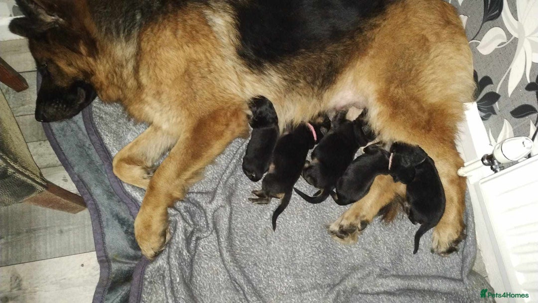German Shepherd dogs for sale: German shepherd puppy's  - Image 6