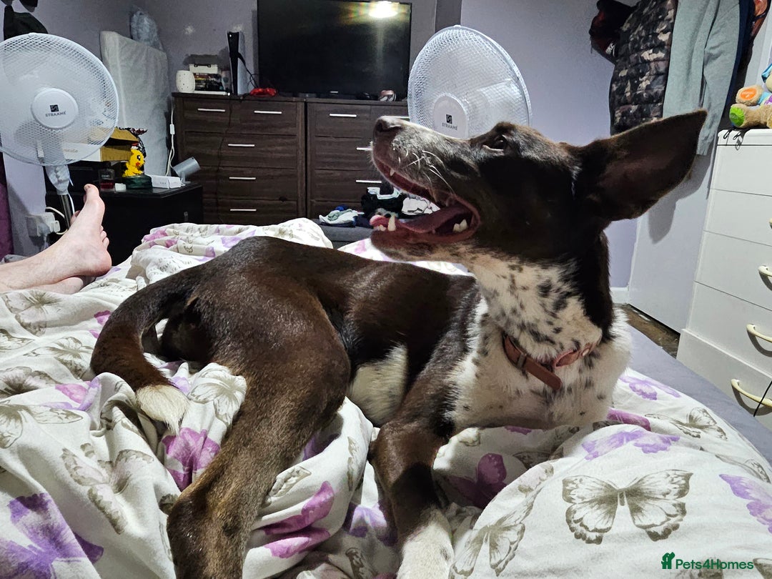 Mixed Breed dogs for sale: Bella husky dalmation mix  - Image 5