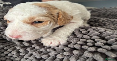 Mixed Breed dogs - Advert 3