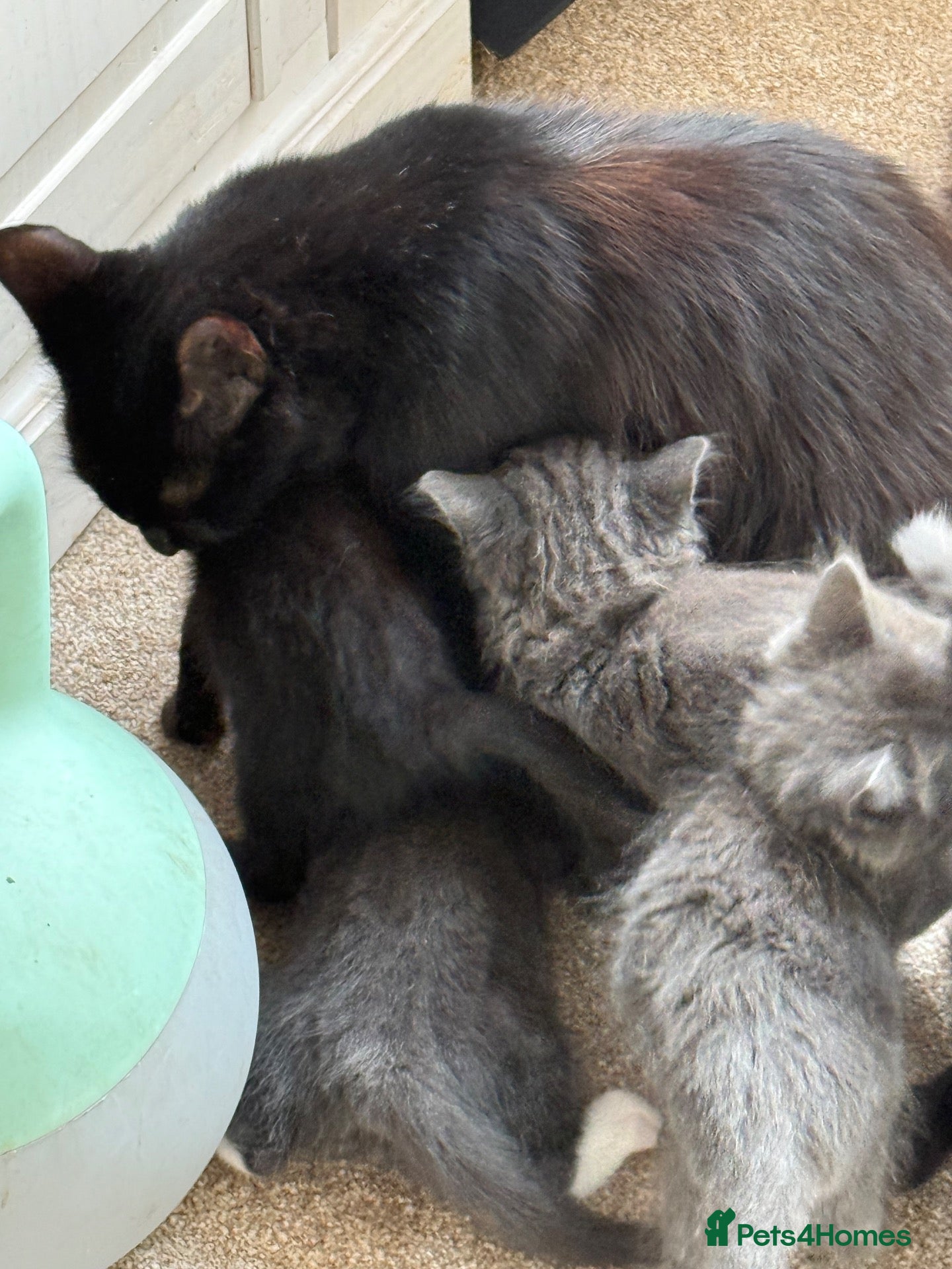 Mixed Breed cats Black kittens  - Advert 2