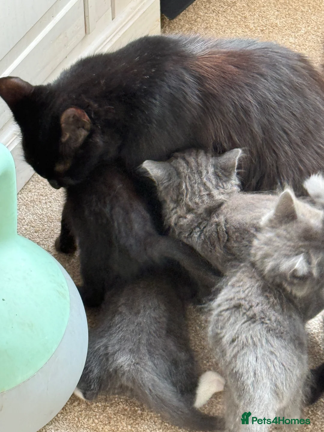Mixed Breed cats for sale: Black kittens  - Advert 1
