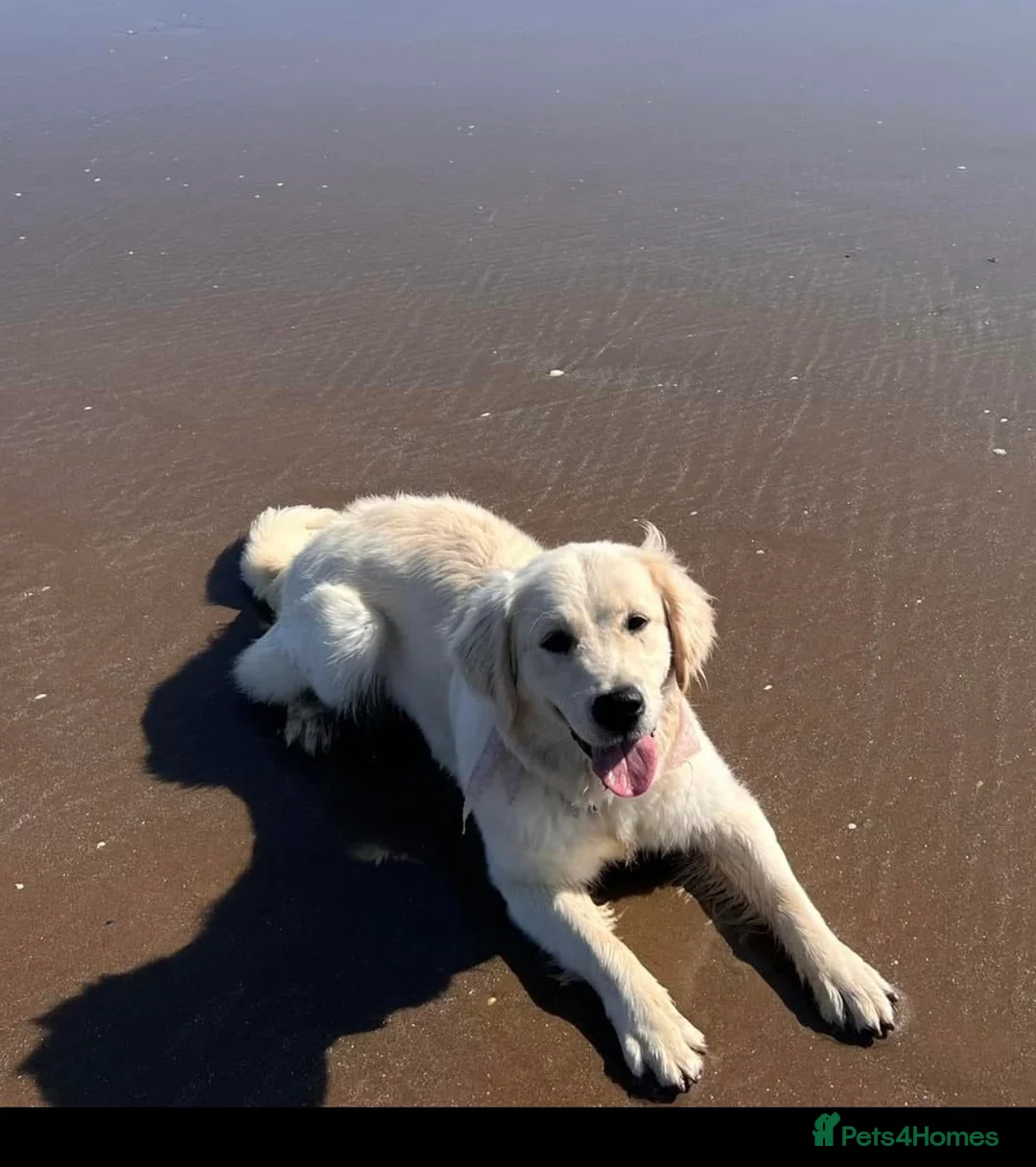 Golden Retriever dogs for sale: Male Golden Retriever puppy  - Advert 2
