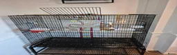 Cockatiels birds for sale: Female cockatiel and set up in York - Advert 5