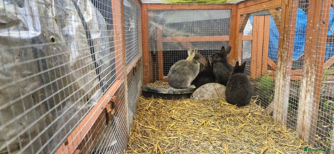 Mixed Breed rabbits for sale: Cute, friendly, diddy Dwarf x Dwarf Lionhead boys  - Advert 5