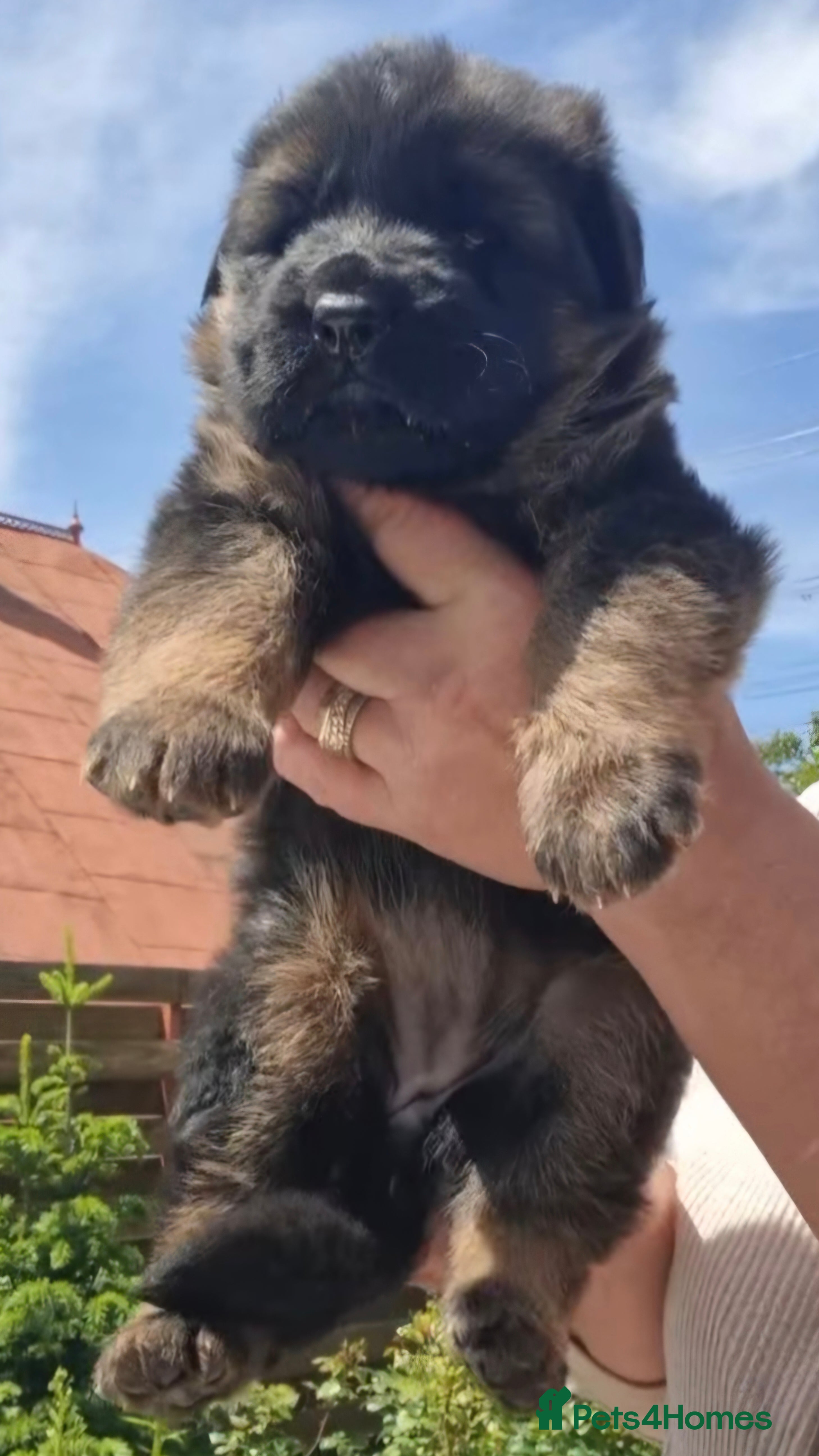 German Shepherd dogs TOP QUALITY Kennel Club Registred GSD PUPS  - Advert 2