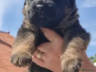 German Shepherd dogs TOP QUALITY Kennel Club Registred GSD PUPS - Advert 5