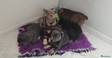 Frug dogs - Advert 13