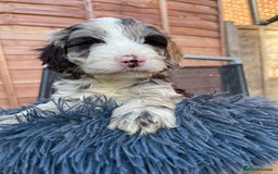 Cockapoo dogs for sale: Adorable Cockerpoo Puppies Ready - Image 25