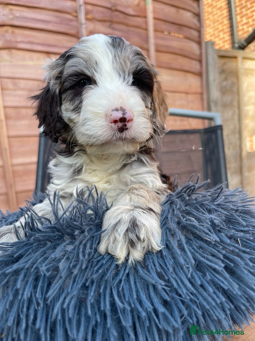 Cockapoo dogs for sale: Adorable Cockerpoo Puppies Ready - Image 25