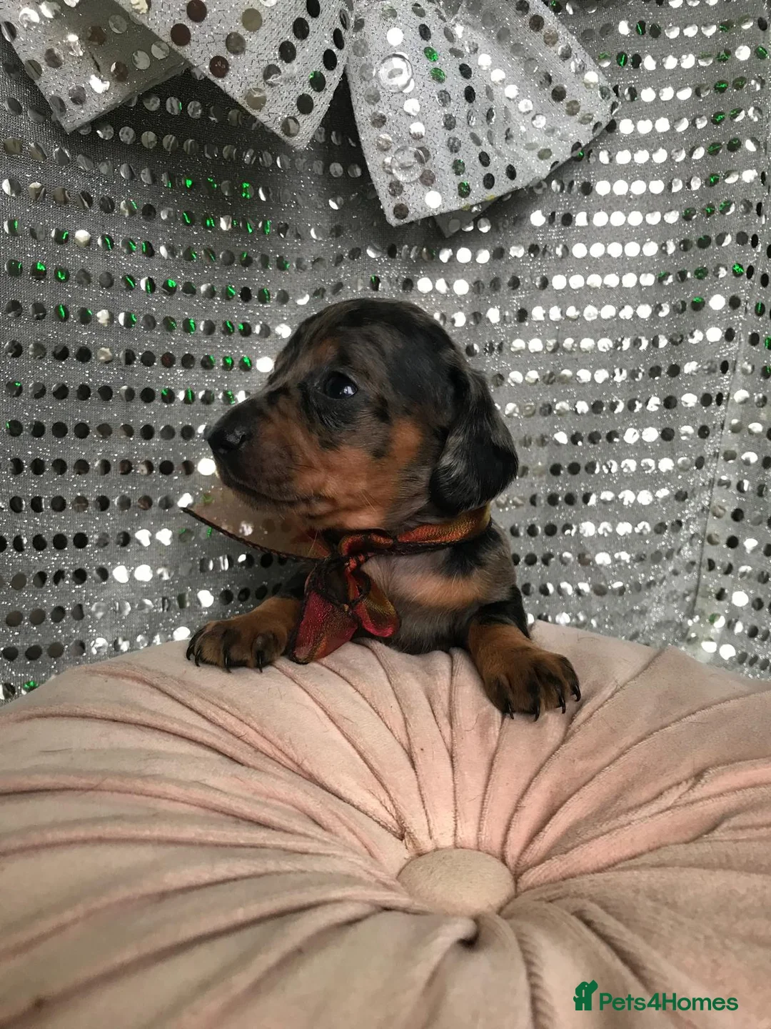 Miniature Dachshund dogs for sale: 🐶 4 miniature duschund puppies🐕 - Advert 5