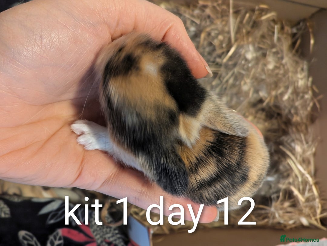 Mini Lop rabbits for sale: Pure bred mini lop babies (indoor only homes) - Advert 2